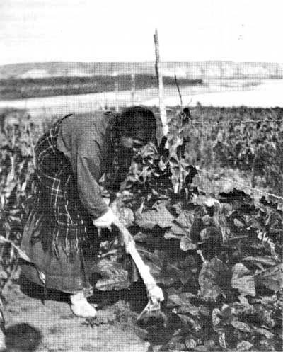 Woman working the earth with a scapula hoe.
