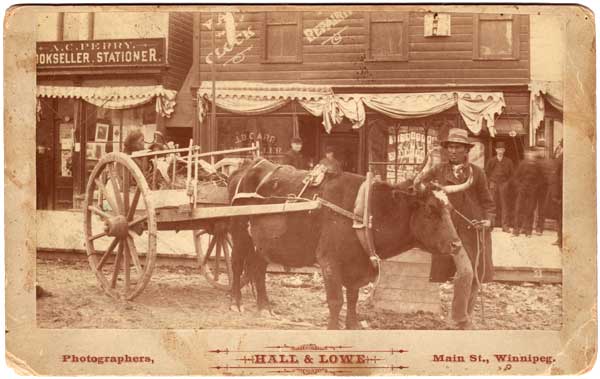 Ox-drawn Red River cart on the streets of Winnipeg, with the office of Hall & Lowe in the background (front).