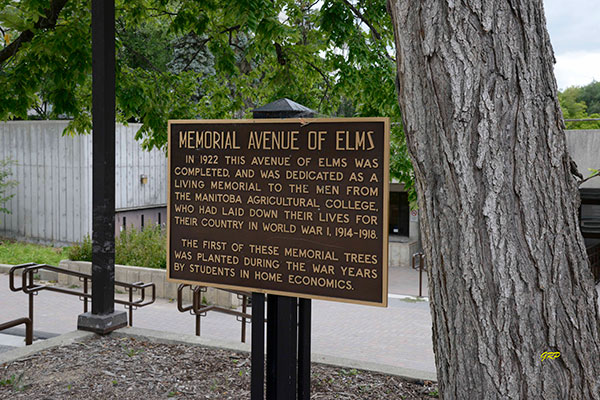 Avenue of Elms Memorial plaque