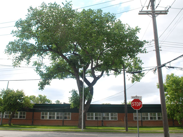 Heritage Tree Program commemorative plaque, as seen next to its tree