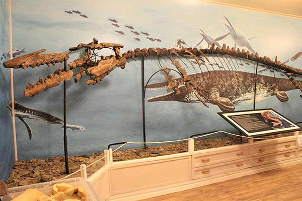 Tylosaurus pembinensis fossil at the Miami Museum