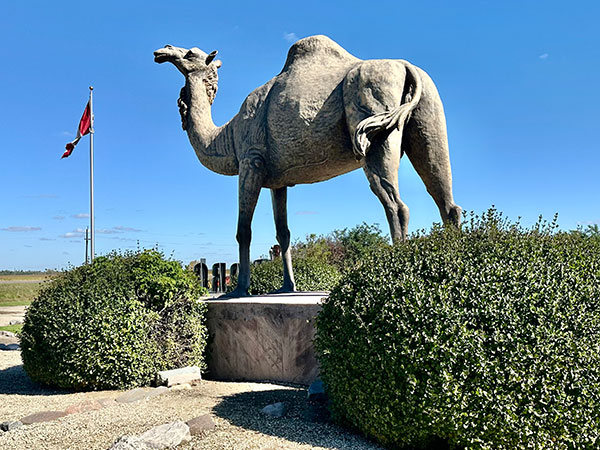 Sara the Camel