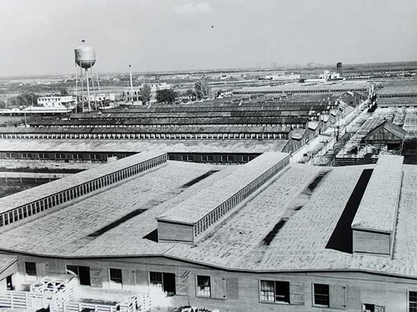 View of the Union Stockyards from Swift Canadian Co. Ltd. plant