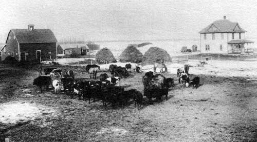 &ldquo;On the farm of Mr. N. Fehr, Gladstone District. Mr.&nbsp;Fehr is an&nbsp;American settler who has been 13 years in Manitoba. His first home was a small log house, now he has this fine up to date building, good stables and numerous horses and cattle. He is a good farmer but perhaps his specialty is raising hogs.&rdquo;