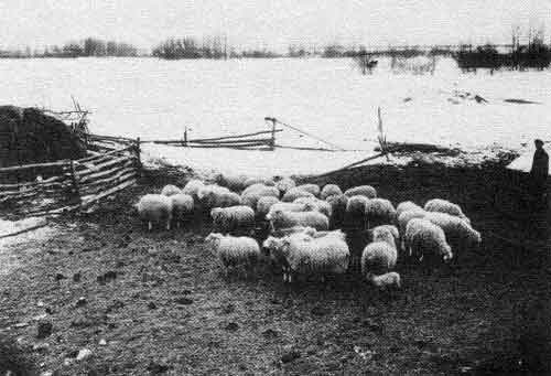 &ldquo;On the farm of Mr. Geo. McCorriston, (Gladstone) photo taken March 7th, 1917, even the little lamb is quite content although the snow is all about.&rdquo;