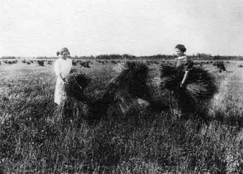 &ldquo;The farm of Mr. F.&nbsp;W. Crossley, Grandview, a good crop of wheat first product of brush cleared land, it is a new farm and the daughters of the home are willing to help.&rdquo; 1916