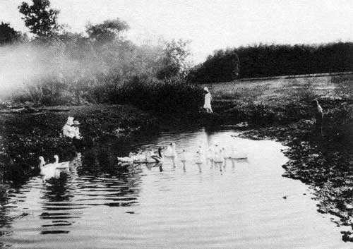 &ldquo;Geese on the farm of Whaley Bros. Golden Stream. Both nourishing and beautiful are this drove of white geese belonging to Mr. Blackmore.&rdquo; 1916. In photograph 96 which is a view of the children hugging the geese the caption says &ldquo;Valuable to the children are the farm pets, this one reason why they develop mentally in advance to city children.&rdquo;