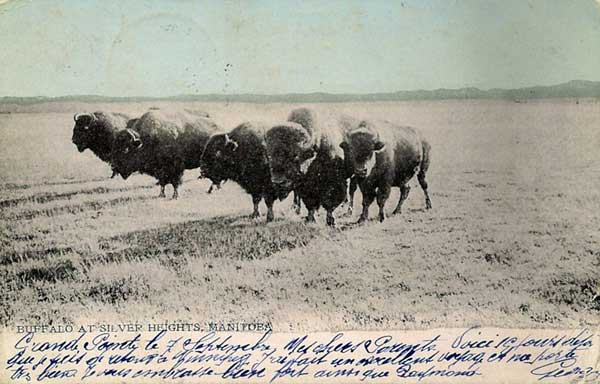 Postcard view of bison at Silver Heights by W. A. Martel
