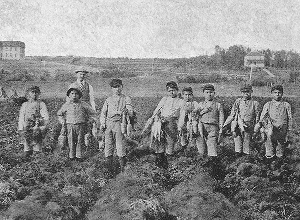 Boys harvesting carrots at the Brandon Indian Residential School