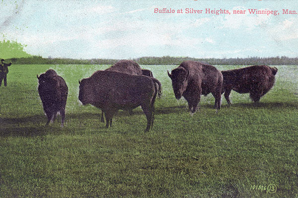 Postcard view of bison at Silver Heights